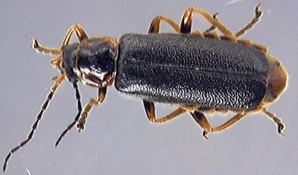 Cantharis 1